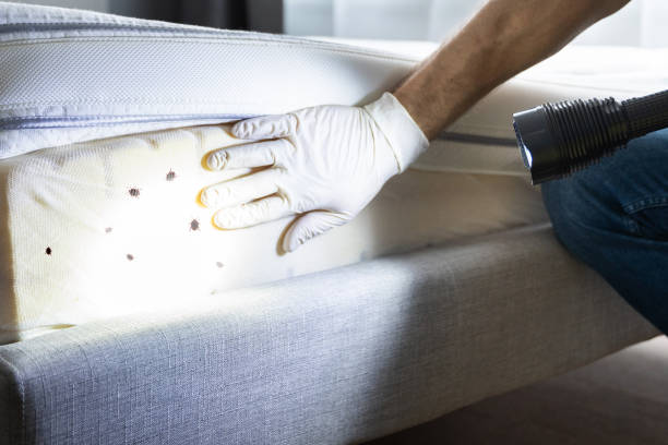 Best Affordable Pest Control Services  in Chamblee, GA